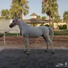 خيل
