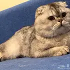 للتزاوج ذكر سكوتش فولد سلفر اطراف قصيره وعريضه وذيل قصير