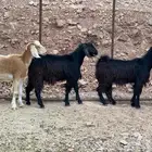 جفار جذعات