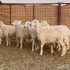 طليان حريات