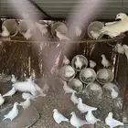 للبيع بط وحمام