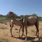 ناقة اركيه للبيع