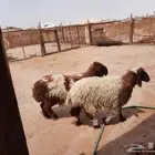 ذبايح بلدي نعيم