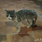 لقيت هذا القط بالرياض حي الفيحاء ذكر لتواصل خاص