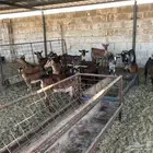 معزا جنوبيه مضاريع