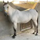 فرس لقاح