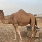 للبيع ثنتين ابل مداني مشاءالله تبارك الله