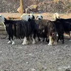 ضأن طيبه