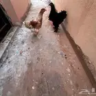 للبيع دجاج براهما اصلي