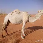 للبيع ناقه ضروبه وضحاء
