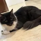 قطة للتبني