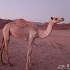 بكره مهجنه