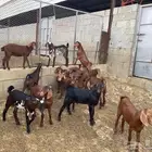 بهم دهم تربية