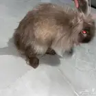 زوج ارانب روسيه