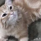 قط شيرازي ل التبني عمره 5 شهور