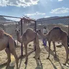 قعودين وبكره للبيع