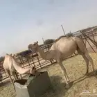 حشوان كفو للبيع