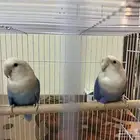 2 love birds with cage
