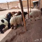 ذبايح طيبه وبلدي