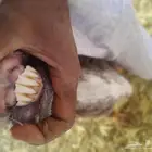 نعاج مهجن حري على سواكن