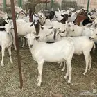 63 تيوس بحاره مستورده سمان ونظاف تبارك الله