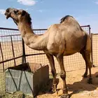 جمل اصفر للبيع