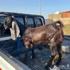جفره طيبه