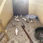 طيور