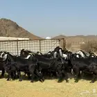 معزاء عوارض مراح وصنف واحد واتلاد