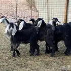 جفار طيبه