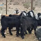 تيوس