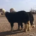 مشاريع مشروع فحول فحل نجدي فاخر