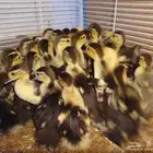 للبيع صوص بط مصري