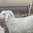 للبيع رخل وخروف صنف