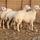 رخال جذعات للي بيسس مراح