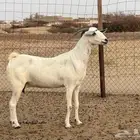 عنز بيشيه