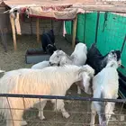 معزاء مشاريك مع فحلهن - ماعز