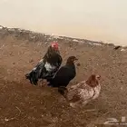 ديك ودجاجتين للبيع