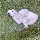 فروخ كاسكو انتاج محلي صحه وحجم