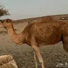 نياق ذبح واحده منكسره رجلها وثانيه سليمه شرط