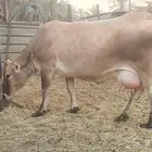 بقرة جرسية فاخره
