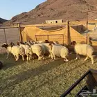 طليان ورخال نعيم