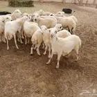 فران بلدي للبيع