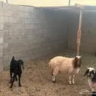 رخال