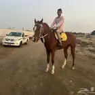 حصان انجليزي مع اوراقه