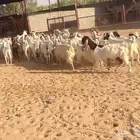 معزا