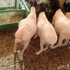 ثلاث طليان ب650ريال للواحد