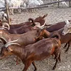 غنم دهم العدد 45