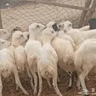 رخال رفيدي