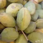 لوز احمر